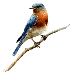 BlueBirdBIGCO BlueBirdBIGCO