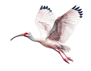 Ibis bird