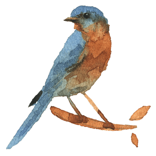 birdhighressmallsolo